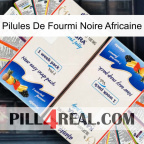 African Black Ant Pills kamagra1